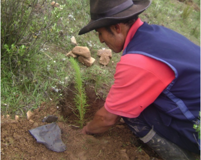 Instalación de plantones de pino radiata