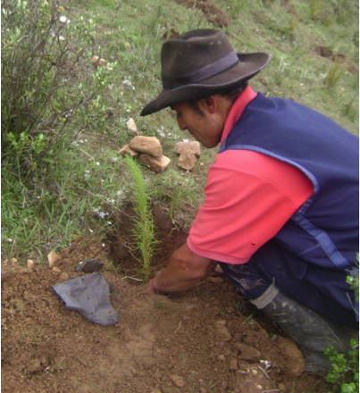 Instalación de plantones de pino radiata